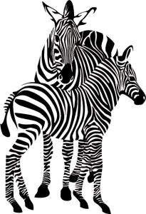 Zebra PNG image-8969